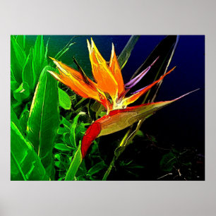 Tropenvogel Poster