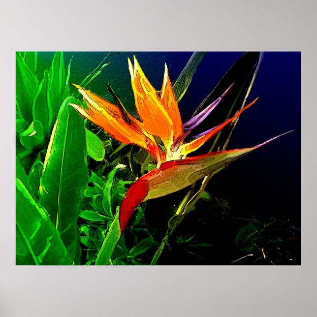 Tropenvogel Poster (Vorne)