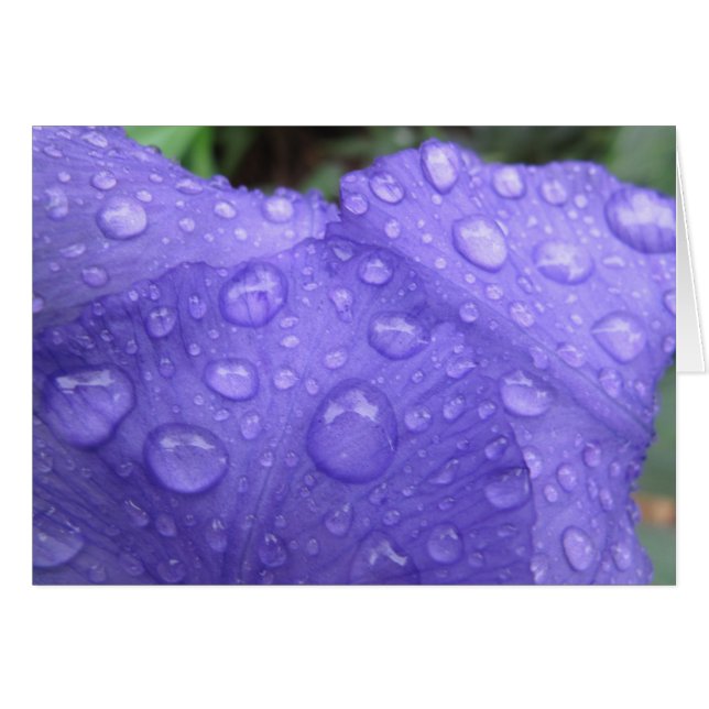 Tropfen auf Lila Iris (Vorderseite (Horizontal))