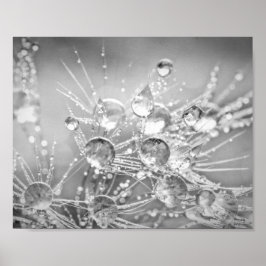 Tropfen Wasser auf Löwenflöff Poster