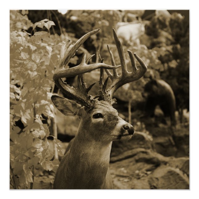 Trophy Deer Poster (Vorderseite)