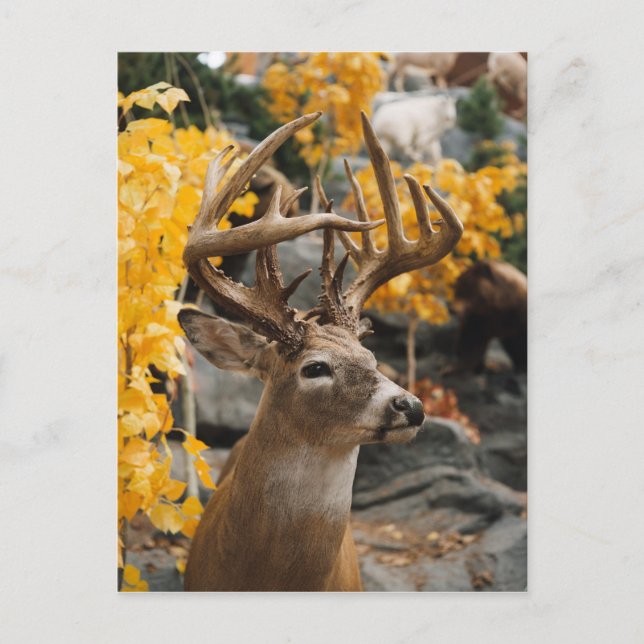 Trophy Deer Postkarte (Vorderseite)
