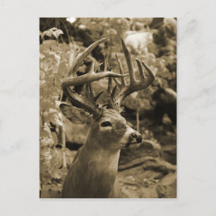 Trophy Deer Postkarte