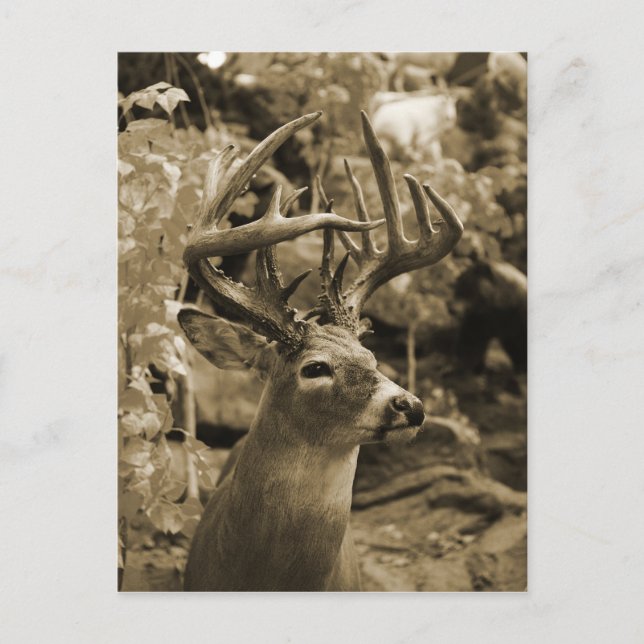 Trophy Deer Postkarte (Vorderseite)