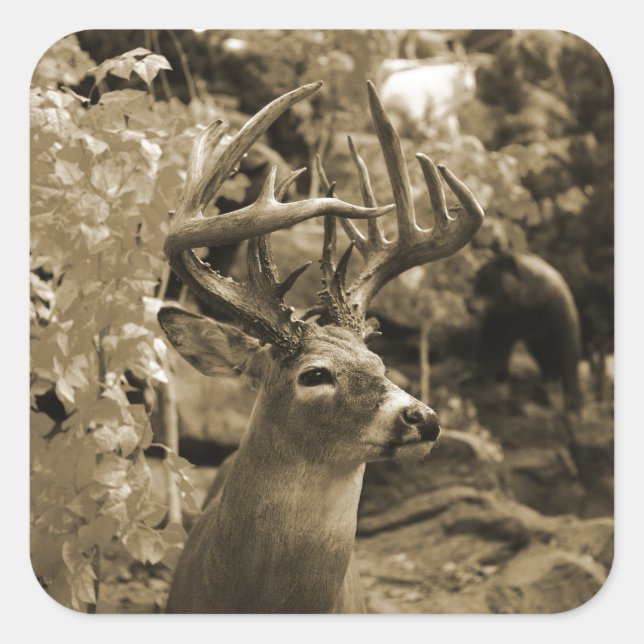 Trophy Deer Quadratischer Aufkleber (Vorderseite)