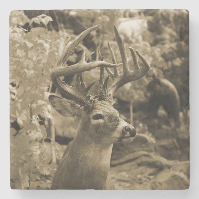 Trophy Deer Steinuntersetzer (Vorderseite)
