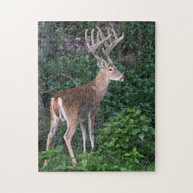 Trophy Whitetail Deer Buck in Velvet (Vertikal)