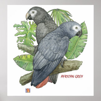 Tropical African Grays Print Poster