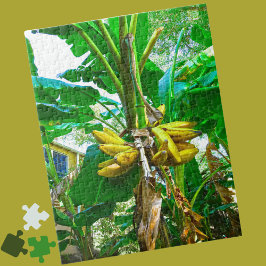 Tropical Banana Palm Tree St Augustine Florida