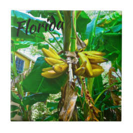Tropical Banana Palm Tree St Augustine Florida Fliese