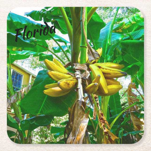 Tropical Banana Palm Tree St Augustine Florida Rechteckiger Pappuntersetzer (Vorderseite)