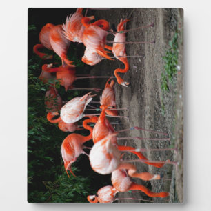 Tropical Beach Birds Destination Flamingos Fotoplatte