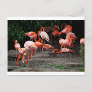 Tropical Beach Birds Destination Flamingos Postkarte