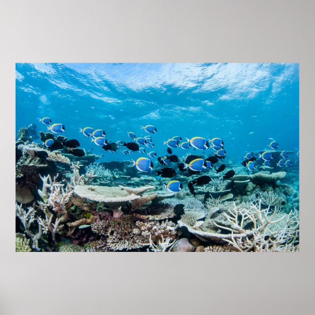 Tropical Beaches | Sturgeon Amongst Coral Poster (Vorne)