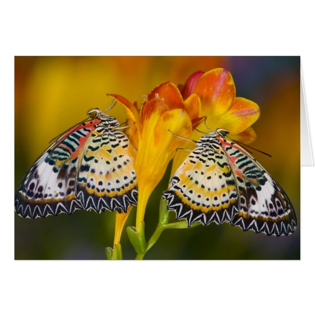 Tropical Butterfly Twins (Vorderseite (Horizontal))
