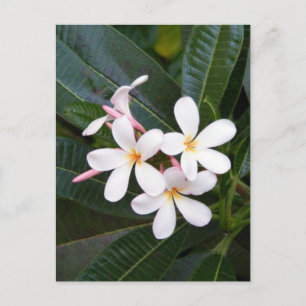 Tropical Hawaii White, Pink, Gelb, Plumeria Postkarte