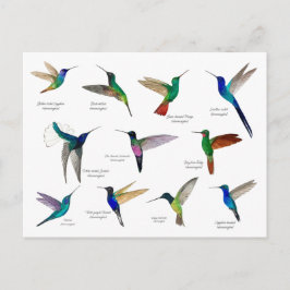 Tropical Hummingbirds  Postkarte