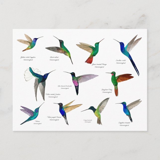 Tropical Hummingbirds  Postkarte (Vorderseite)