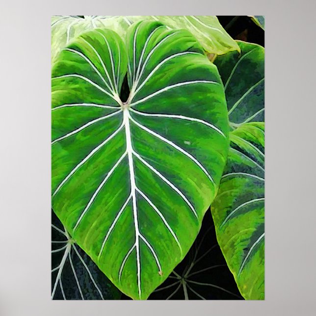 Tropical Leaves, Elephant Ears, Dark Green Poster (Vorne)