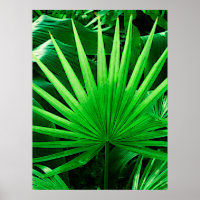 Tropical Leaves, Windmill Palm, Dark Green