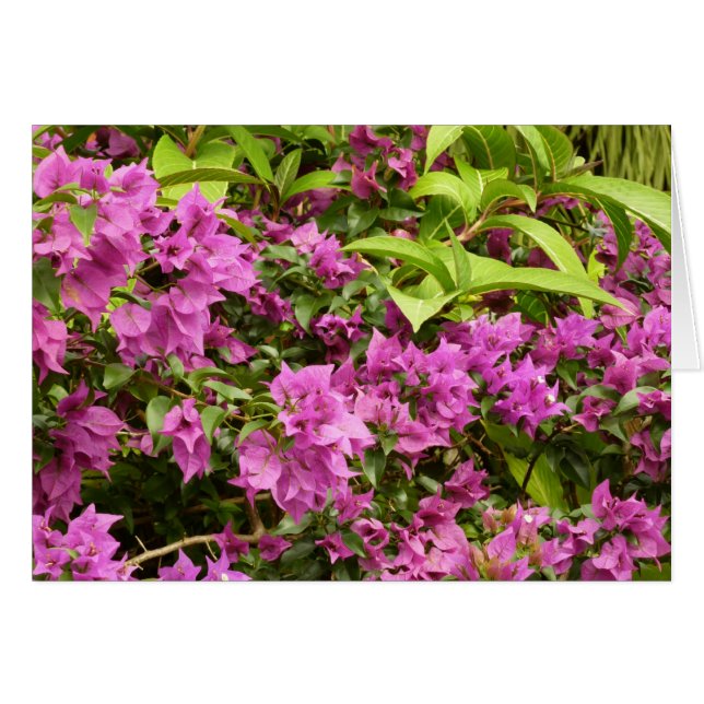 Tropical Lila Bougainvillea Floral (Vorderseite (Horizontal))