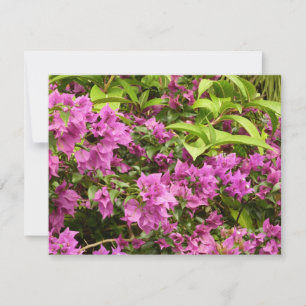 Tropical Lila Bougainvillea Floral