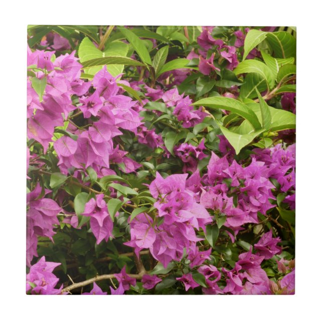 Tropical Lila Bougainvillea Floral Fliese (Vorderseite)