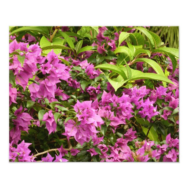 Tropical Lila Bougainvillea Floral Fotodruck (Vorne)
