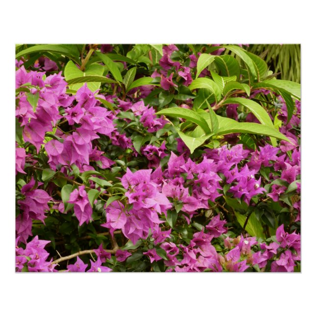 Tropical Lila Bougainvillea Floral Poster (Vorderseite)