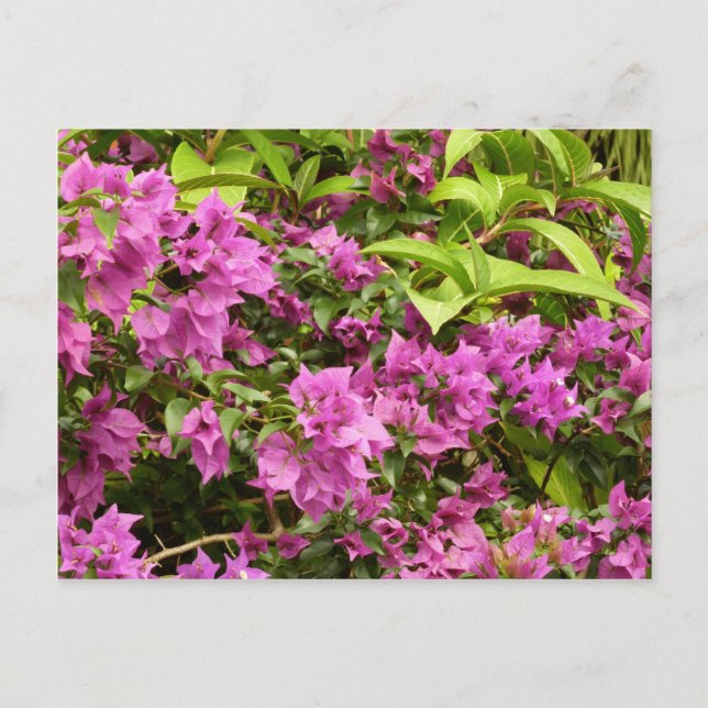Tropical Lila Bougainvillea Floral Postkarte (Vorderseite)