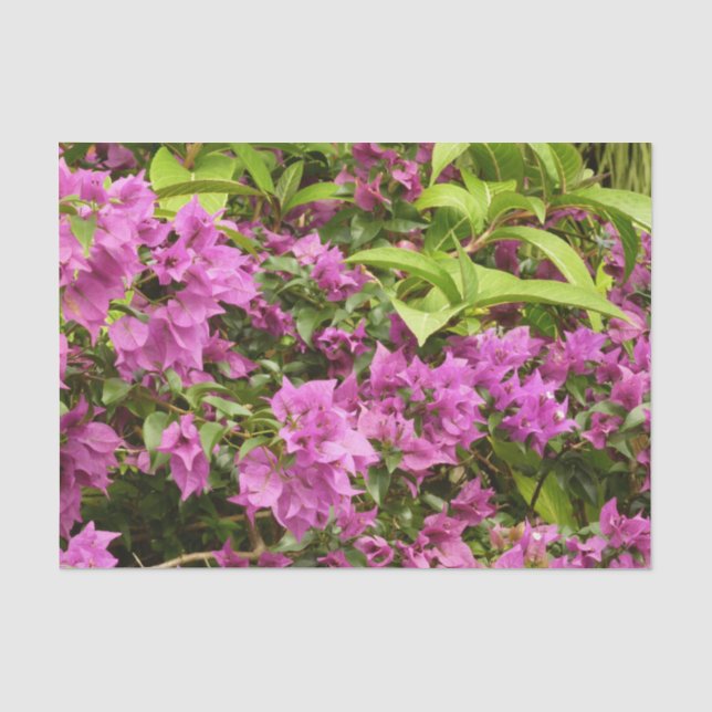 Tropical Lila Bougainvillea Floral Seidenpapier (Vorderseite)