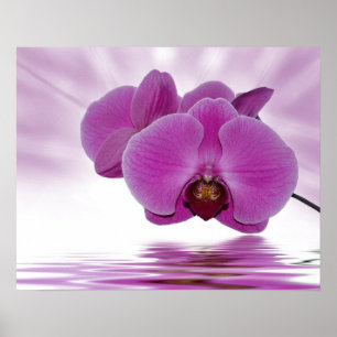 Tropical Orchid Poster
