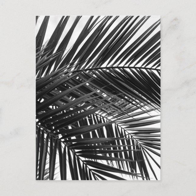 Tropical Palm Blätter - Schwarz-Weiß-Fotografie Postkarte (Vorderseite)