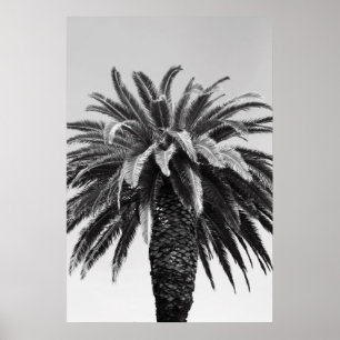 Tropical Palm Tree Poster, Print Poster