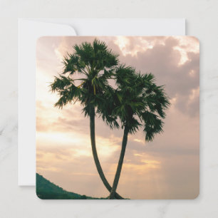 Tropical Paradise Beach Palm Destiny Destiny's
