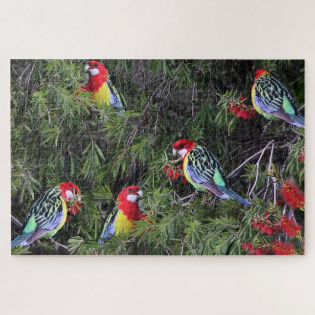 Tropical Parrots Eastern Rosella Birds (Horizontal)