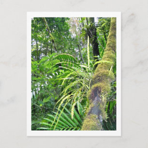 Tropical Pflanzgut at El Yunque National Rainfores Postkarte