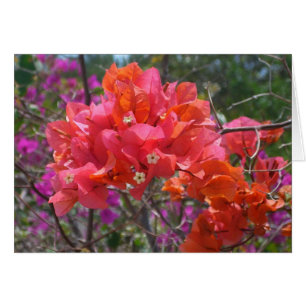 Tropical Pink Bougainvillea Island Floral