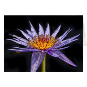 Tropical pourpre de nénuphar