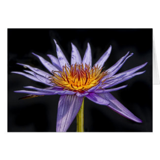 Tropical pourpre de nénuphar