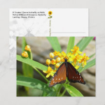 Tropical Queen Butterfly, FL - Postkarte
