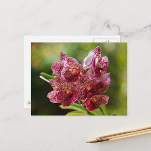 Tropical Vanda Orchid Cluster Postkarte