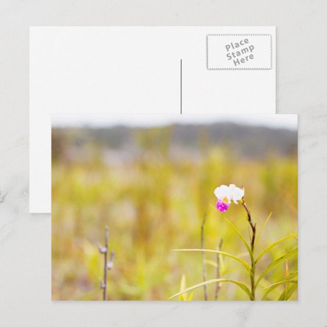 Tropical Wild Orchid Print, Hawaii Postkarte (Vorne/Hinten)