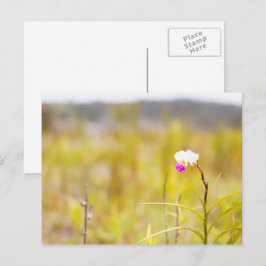 Tropical Wild Orchid Print, Hawaii Postkarte