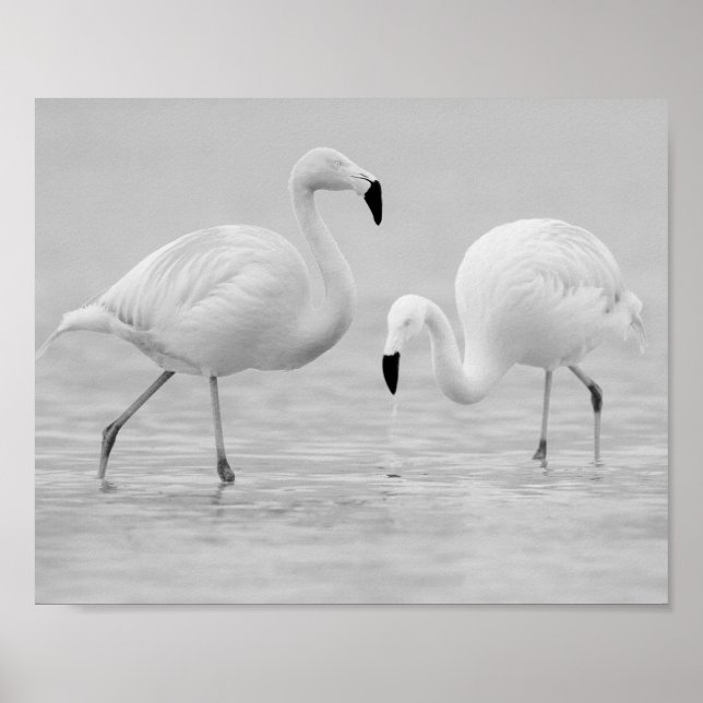 Tropisch-druckbare Kunst und Kunst in Schwarz und  Poster (Vorne)