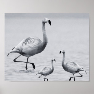 Tropisch-druckbare Kunst und Kunst in Schwarz und  Poster