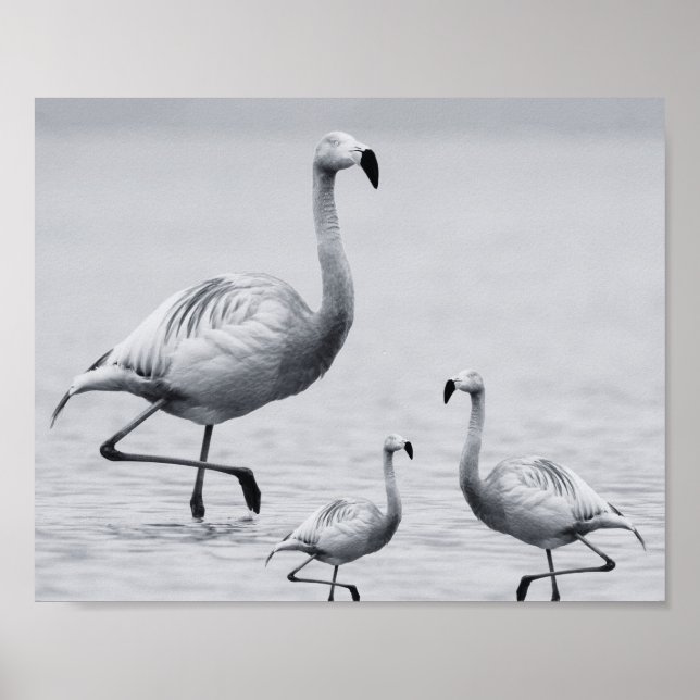 Tropisch-druckbare Kunst und Kunst in Schwarz und  Poster (Vorne)