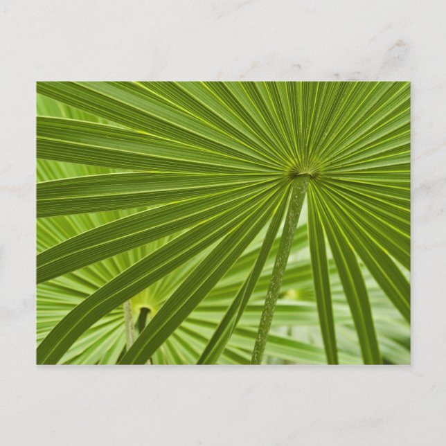 tropisch postkarte (Vorderseite)