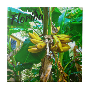 Tropische Bananen-Palme St Augustine Florida Fliese