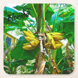 Tropische Bananen-Palme St Augustine Florida Rechteckiger Pappuntersetzer